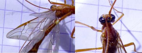 Réf. 289 937 : Enicospilus inflexus